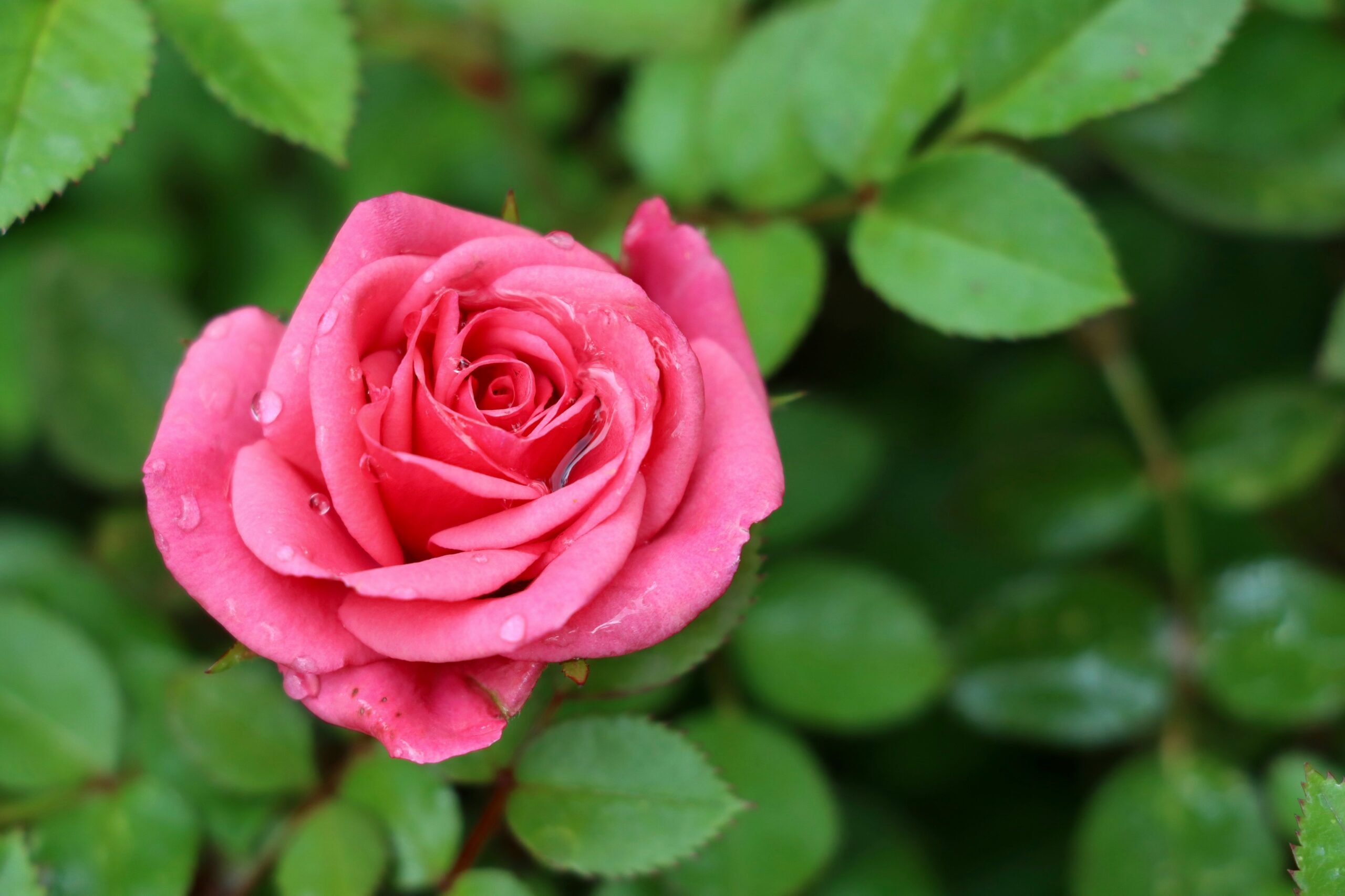 pink rose in bloom during daytime